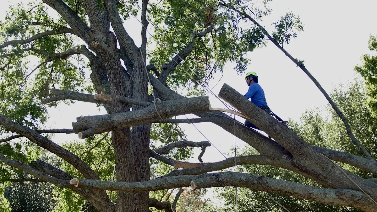 Professional Hazardous Tree Removal performed by certified arborists in Barker
